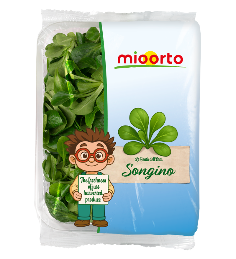 confezione di songino