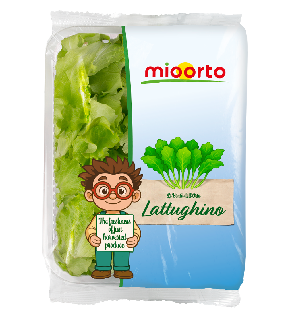 confezione di lattughino