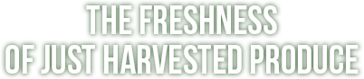 The freshness of just harvested produce