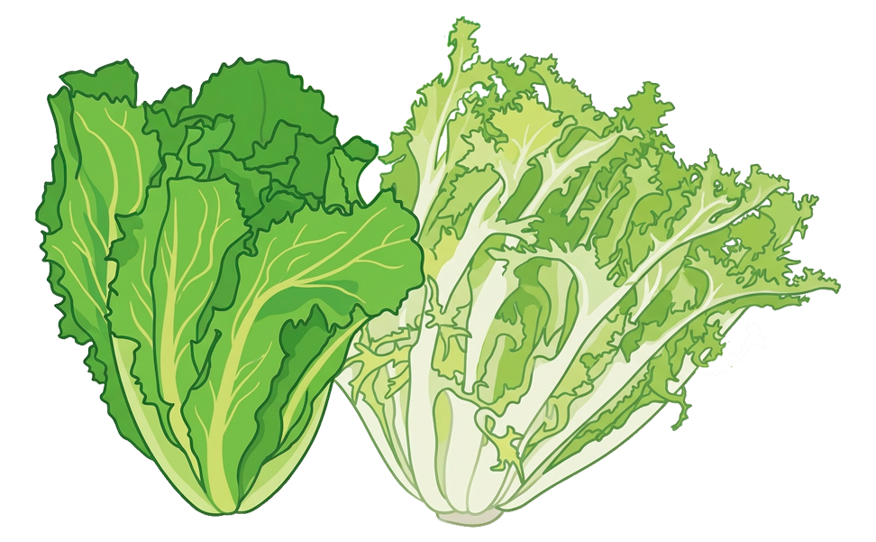 illustrazione di indivia