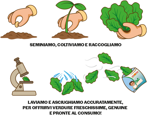 la filiera di mioorto, si semina, coltiva e raccoglie per offrire verdure freschissime, genuine e pronte al consumo