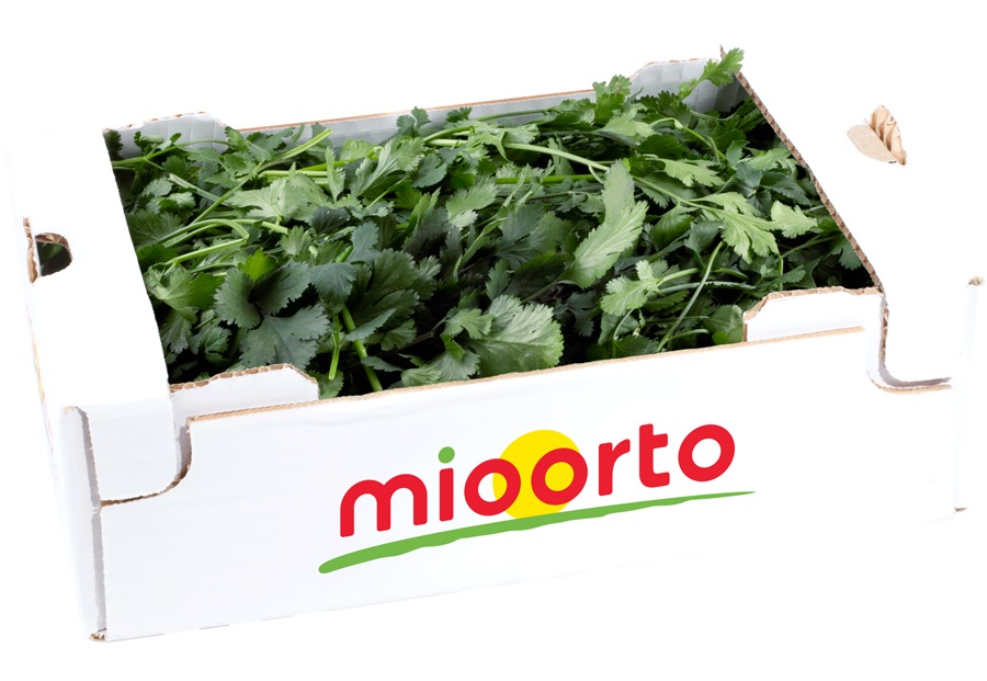 coriandolo in cartone da 200g