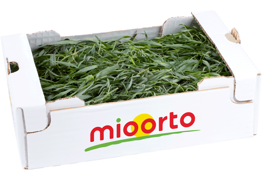 dragoncello in cartone da 200g