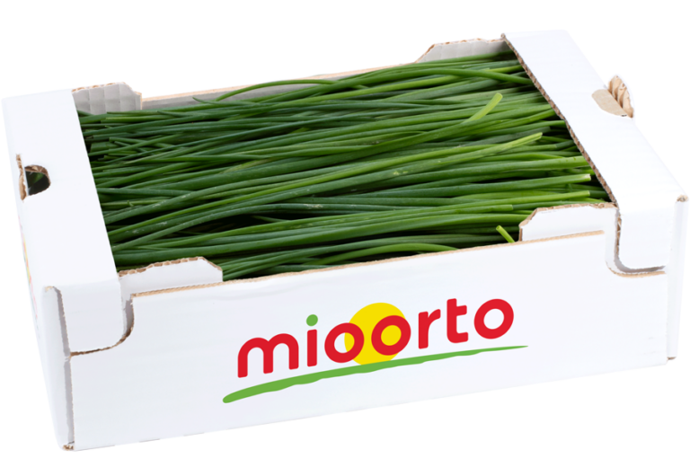 erba cipollina in cartone da 200g