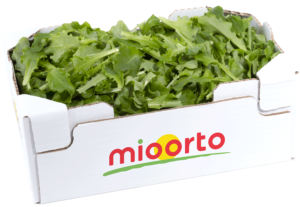 lattughino in cartone da 200g