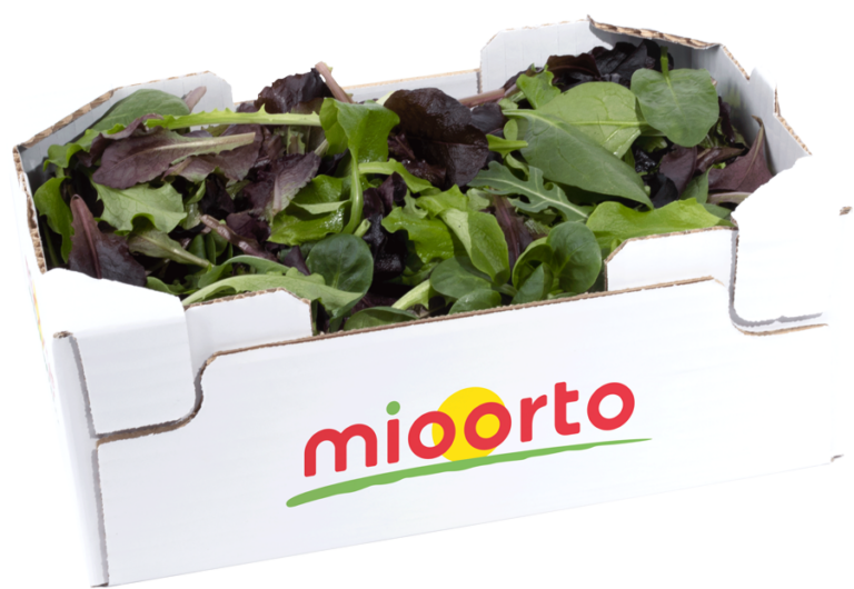 misticanza in cartone da 200g