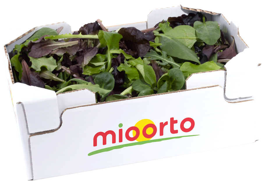 misticanza in cartone da 200g