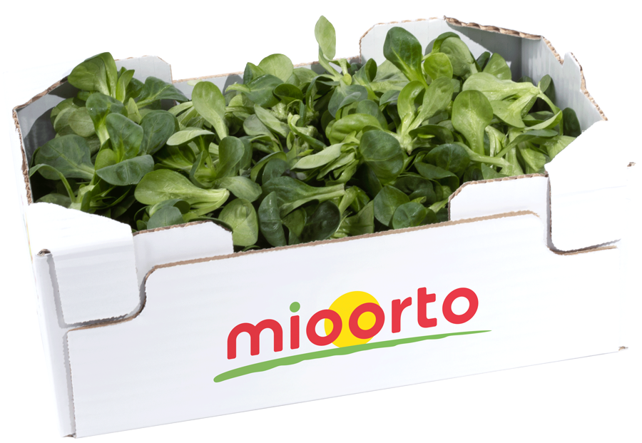 songino in cartone da 300g