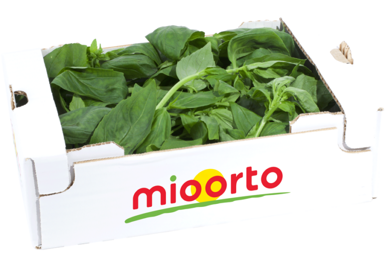 basilico in cartone da 200g