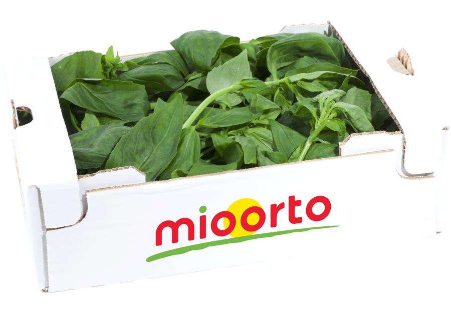 basilico in cartone da 200g