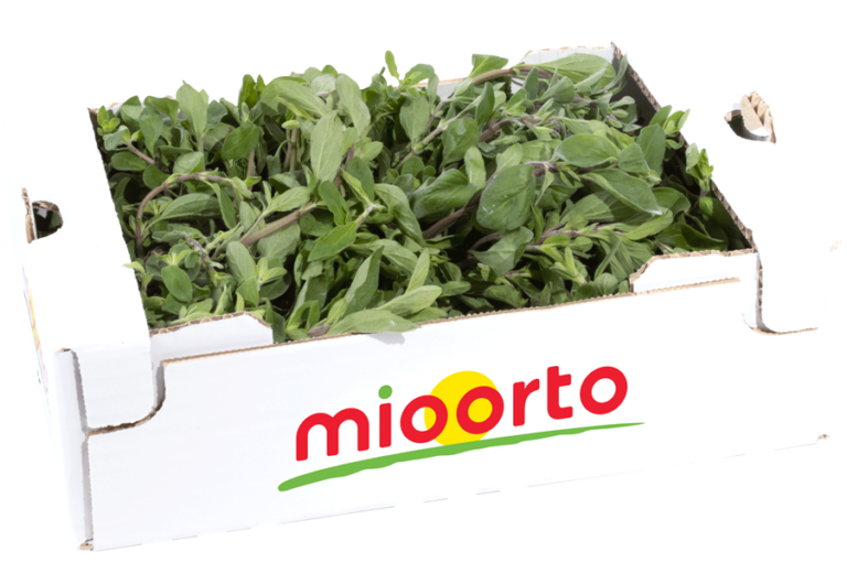 maggiorana in cartone da 200g