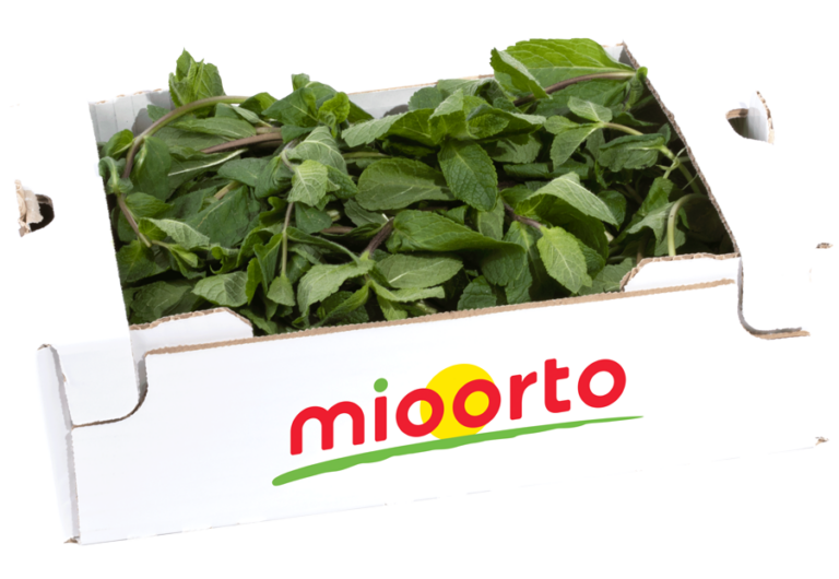 menta in cartone da 200g