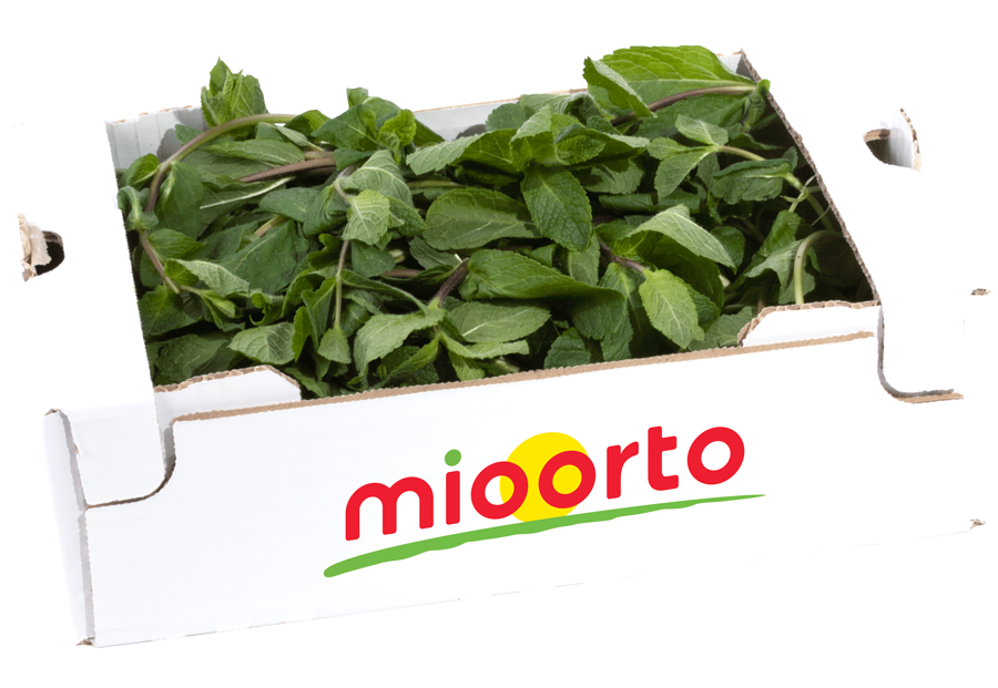 menta in cartone da 200g
