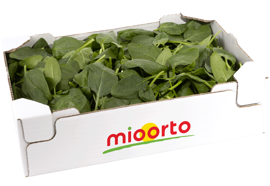 spinacio in cartone da 500g