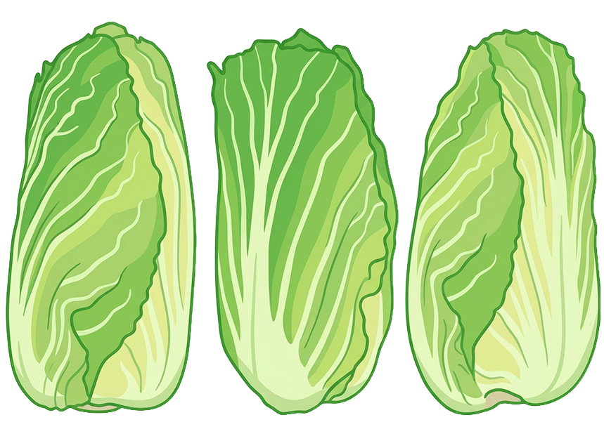 illustrazione di insalata pan di zucchero