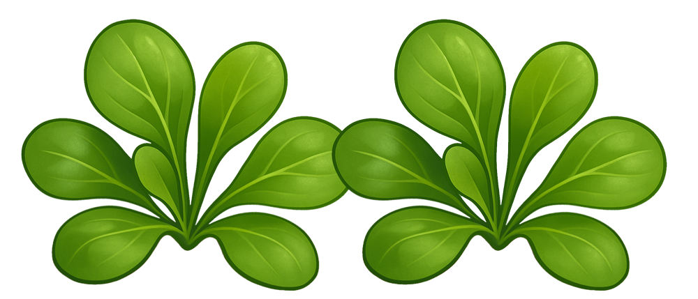 illustrazione songino