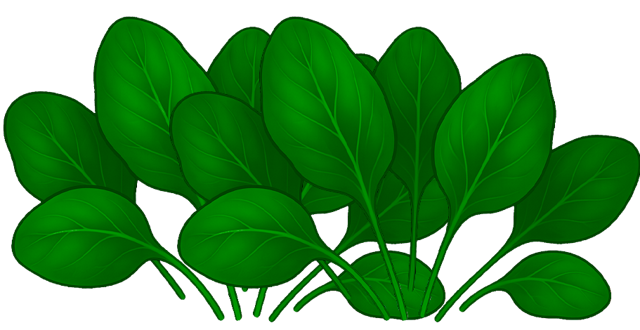 illustrazione spinacino